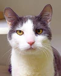 Animal Shelter Volunteer Life Sunday Selfies - Constantinople Animal Shelter Volunteer Animal Shelter Animals