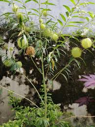 Image result for Gomphocarpus physocarpus