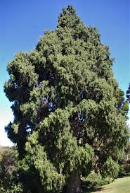Image result for Cupressus torulosa