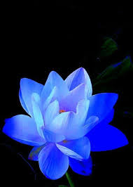 Lotus Lotushealingsanctuary Yoga Yogawithlotus Lotuslevin Blue Lotus Blume Ideen Lotusflower Lotu In 2020 Blue Lotus Flower Lotus Flower Art Beautiful Flowers
