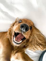 4 Natural Remedies For Your Dog S Bad Breath Dogtime In 2020 Bad Dog Breath Dogs Your Dog