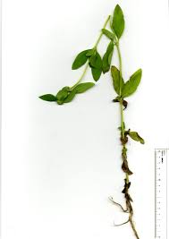 Image result for Mitracarpus