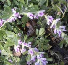 Image result for Otholobium foliosum