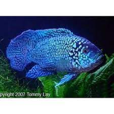 Electric Blue Jack Dempsey At Rs 1000 Each Aquarium Fish Id 2860303488