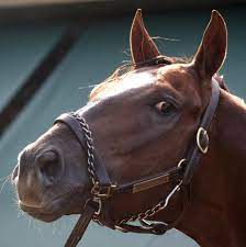 Most popular kitchen designs 2021 preakness contenders. Preakness Odds And Picks Who Will Win The New York Times