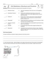 Cell membrane location and description, cell membrane labeled simple, cell membrane location structure and function. Membrane Structure Worksheet Answers Worksheet List