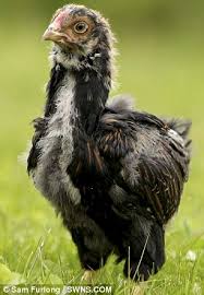 We did not find results for: Hatch Of The Day Rare Chicken Guinea Fowl Hybrid Has Four Wings Daily Mail Online