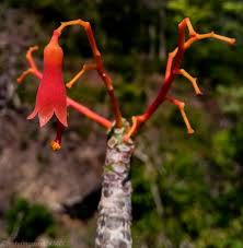 Image result for Hildegardia