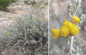 Image result for Pentzia