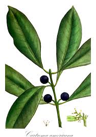 Image result for Oleaceae