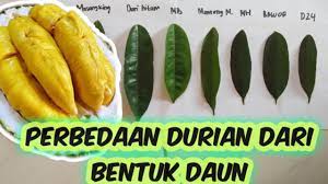 Durian duri hitam vs musang king, mana yang lebih unggul? Perbedaan Daun Durian Musangking Bawor Montong Duri Hitam Ochee Tembaga Dan Merah Banyuwangi Youtube