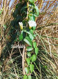 Image result for Triumfetta setulosa