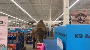 The dayton daily news (ddn) is a daily newspaper published in dayton, ohio, united states. Watch This Guy Take A Giant Camel Into Petsmart Rare