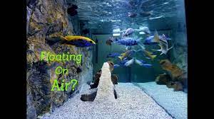 We did not find results for: Are They Floating Simple Tips On Crystal Clear Aquarium Water Youtube