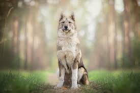 Image result for západosibiřská lajka