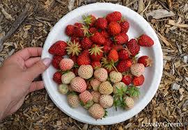 Soak the strawberries, leaves and all in the vinegar/water mixture for a few minutes. How To Clean Up Strawberry Beds Lovely Greens