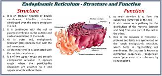 Smooth vs rough endoplasmic reticulum | ser vs rer cell is the basic functional unit of life, and it is composed of few organelles inside. Structure And Function Of Endoplasmic Reticulum Selftution