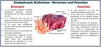 Check spelling or type a new query. Structure And Function Of Endoplasmic Reticulum Selftution