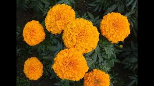 Amazing And Most Beautiful Marigold Flowers Pictures Youtube It probably came over during colonial. amazing and most beautiful marigold flowers pictures