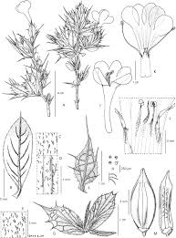 Image result for Barleria sp. D (near holubii)