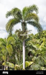 Image result for Wodyetia bifurcata