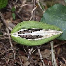 Image result for Marsdenia angolensis