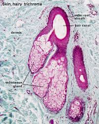 Image result for Sebaceous Gland