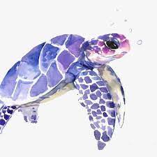 Sea Turtle Sea Turtle Clipart Turtle Png Transparent Clipart Image And Psd File For Free Download Sea Turtle Painting Turtle Watercolor Turtle Art