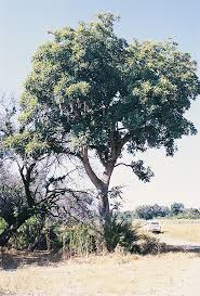 Image result for Sporobolus bechuanicus