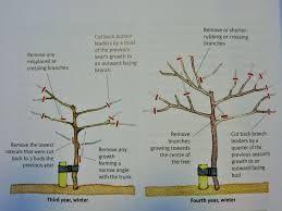Trimming fruit trees in winter. Love Your Apples And Pears Winter Fruit Tree Pruning Formative Regular Renovation And Rejuvenation The Tedd Fruit Trees Pruning Fruit Trees Tree Pruning