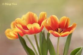 Beautiful flowers heart dps pics for fb see also flowers katy tx 77450. Beautiful Flower Dps Whatsapp Images