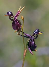 This information applies only to the desktop , console , and mobile versions of terraria. Product Type Bonsai Use Outdoor Plants Cultivating Difficulty Degree Very Easy Classification Happy Farm F Unusual Flowers Beautiful Orchids Unique Flowers