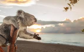 Australia Com James Had Been Dreaming Of A Beach Holiday Koala Bear Koala Cute Animals