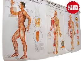 Clear Side Wall Map The Human Body Chart Meridian Points