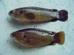 Sebaiknya berikan makan 2 x sehari, setiap memberikan pakan berikan secukupnya jangan sampai kebanyakan karena bisa mengotori akuarium. Ikan Puyu Ikan Betuk Ilhamaku