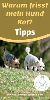 mein hund frisst kot grunde und hilfestellung hunde hund und katze kot