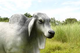 Brahman cow ki pehchan aur khobian, brahman bull. Brahman Bull Life Size Statue Gray