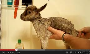 Let the soapy mixture fall over the goat's coat. Heidi The Baby Goat Gets Her First Bath Baby Goat Yelling Inside Featured Creature