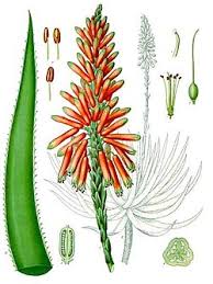 Image result for Aloe wollastonii
