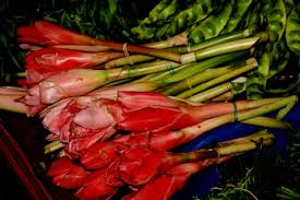 Image result for Etlingera