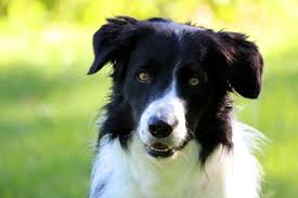 How much cat spay or neuter should cost. The Plot Thickens Spay Neuter Effects The Health Of Our Dogs The Other End Of The Leash