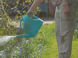 Avoid watering the soil again until it has completely dried out. Watering Your Garden Veggieharvest Com