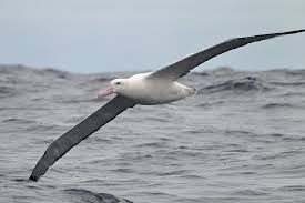 Snowy Albatross Molt | BirdNote