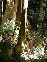 Image result for Schlechterina mitostemmatoides