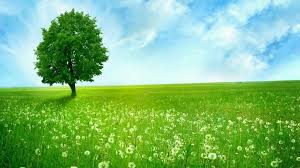 Here are our latest 4k wallpapers for destktop and phones. Filipe Moura On Twitter Green Nature Wallpaper Nature Desktop Wallpaper Nature Desktop