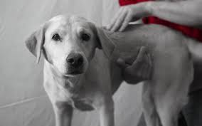 Parker pet care awards & accolades. We Teach Veterinary Chiropractic Backbone Academy For Veterinary Chiropractic Veterinar Chiropraktik