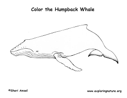 It has a bulky head with bumpy protuberances (tubercules), each with a bristle. Whale Humpback Coloring Page