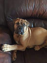 Bullmastiff Puppy 4 Months Bull Mastiff Puppies Pets