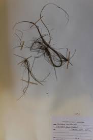 Image result for Eleocharis confervoides