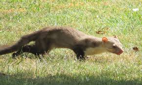 C'est un animal délicat qui déteste la la fouine est un animal solitaire. La Fouine Un Petit Animal Curieux Et Mal Aime